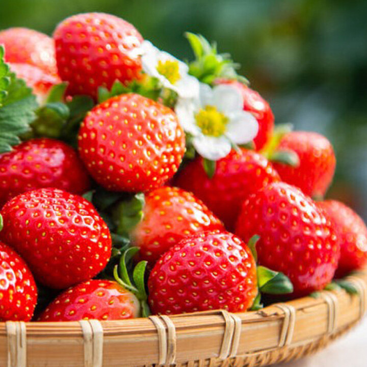 딸기 첫 출하전